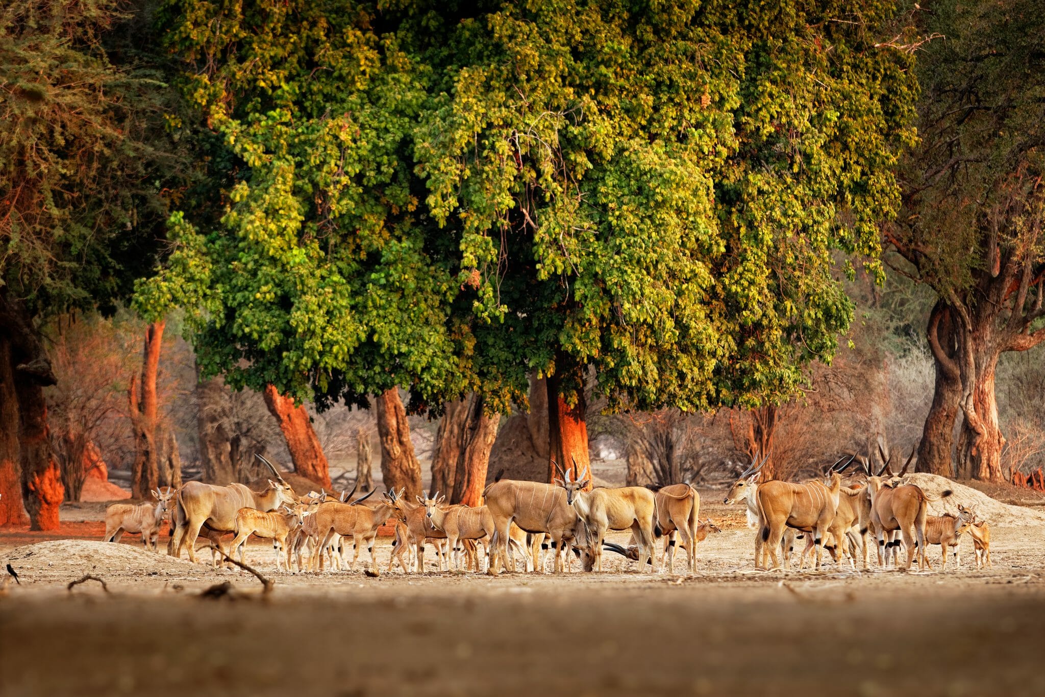 Antilopen am Wasser vor den Bäumen.